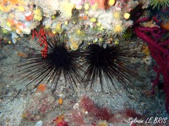 Centrostephanus longispinus