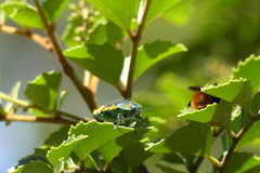 Hypoprasis elegans