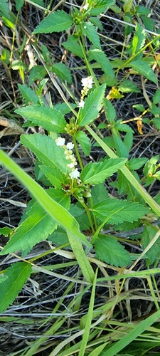 Croton adenodontus