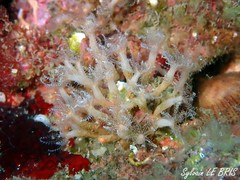Clavularia crassa
