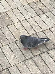 Columba livia domestica