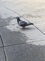 Columba livia domestica