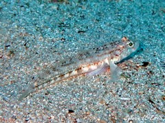 Gobius roulei