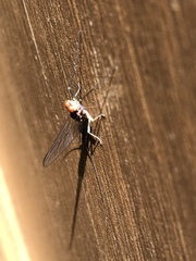 Ephemerella subvaria