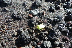 Sinopla perpunctatus