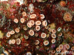 Polycyathus muellerae