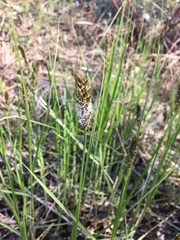 Carex sartwellii