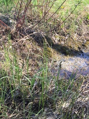Carex sartwellii