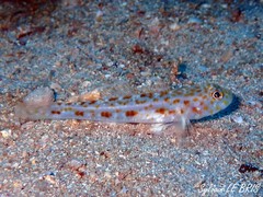 Thorogobius macrolepis