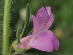Misopates