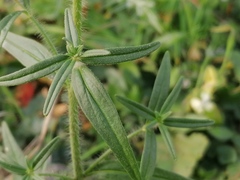 Misopates