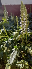Acanthus mollis