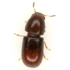 Ceracis