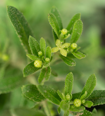Galium catalinense catalinense