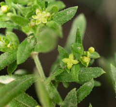 Galium catalinense catalinense