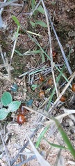 Syntermes praecellens