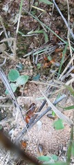 Syntermes praecellens