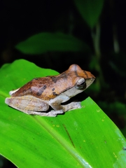 Leptomantis harrissoni