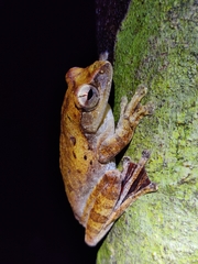 Leptomantis harrissoni