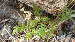 Eucrypta chrysanthemifolia bipinnatifida