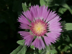 Centaurea pullata