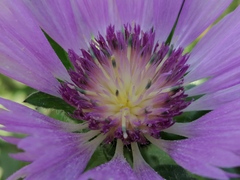 Centaurea pullata