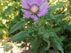 Centaurea pullata