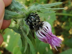 Centaurea pullata