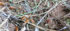 Syntermes praecellens
