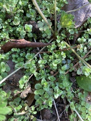 Chrysosplenium americanum