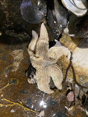 Photo of Common starfish (Asterias rubens)