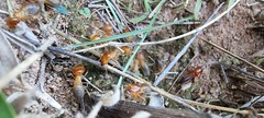 Syntermes praecellens
