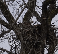 Haliaeetus leucocephalus