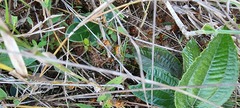 Syntermes praecellens