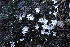 Phlox multiflora