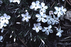 Phlox multiflora