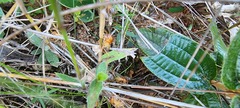 Syntermes praecellens