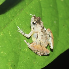 Microhyla superciliaris