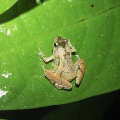 Microhyla superciliaris