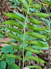 Phanerophlebia