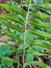 Phanerophlebia