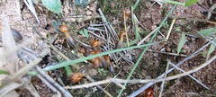 Syntermes praecellens