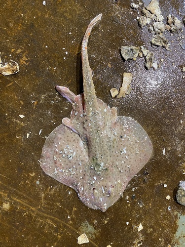 Little skate (Leucoraja erinacea) — Rajidae — 5