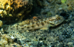 Microgobius gulosus