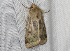 Australothis rubrescens