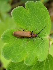 Denticollis linearis