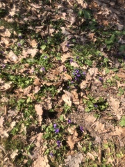 Viola odorata