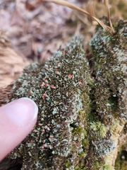 Cladonia incrassata