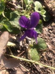 Viola odorata