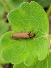 Denticollis linearis